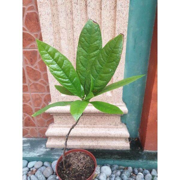 Magnolia plant seedlings, with roots, live plant Lazada PH