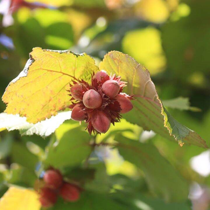 Hazelnut Seeds for Planting Easy to Care Corylus Seeds Tree Seeds Be