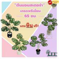 ( Promotion ) สุดคุ้ม (เกรดพรีเมี่ยม) ต้นมอนสเตอร่าปลอม สูง 65 ซม. พร้อมกระถาง+แถมหินตกแต่งฟรี !!! #ต้นไม้ปลอมตกแต่งบ้าน Leeartplants ราคาถูก พรรณ ไม้ น้ำ พรรณ ไม้ ทุก ชนิด พรรณ ไม้ น้ำ สวยงาม พรรณ ไม้ มงคล