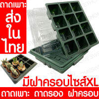 ถาดเพาะ *ถาดเพาะ+ถาดรอง+ฝาครอบ* 12ช่อง ไซส์XL ถาดเพาะแคคตัส ถาดเพาะกล้า ถาดเพาะชำ ถาดเพาะเมล็ด เพาะเมล็ด เพาะปลูก