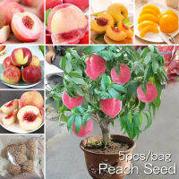 *ขายเมล็ดพันธุ์/ประเทศไทยพร้อมสต็อก* 5เมล็ด เมล็ดพันธุ์ลูกพีช Peach Tree Seed Fruit Seeds for Planting เมล็ดพันธุ์ผลไม้ ต้นไม้หายาก ผลไม้สด เมล็ดพันธุ์พืช ​ต้นไม้แคระ ต้นไม้จริง พันธุ์ไม้ผล ต้นไม้มงคล ต้นพันธุ์ผลไม้ ต้นบอนสี ต้นไม้กินผล ต้นผลไม้บอนไซ