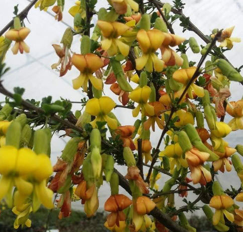 ต้น-ถั่วไซบีเรีย-siberian-pea-tree-caragana-arborescens-เคยติดดอกแล้ว
