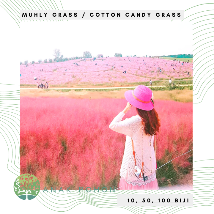 Benih Bibit Biji Pink Muhly Grass / Korean Cotton Candy Grass