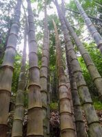 ขายถูก 200 เมล็ด เมล็ดไผ่หกยักษ์ The giant bamboo มีชื่อเรียกอย่างอื่นว่า หว่าซึ ไผ่นวลใหญ่ ไผ่โป ไผ่ยักษ์ Bamboo seeds ไผ่ วงศ์หญ้า ไม้ไม่ผลัด