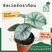 อโลคาเซีย ซิลเวอร์ดราก้อน หนังช้าง กระถาง 4 นิ้ว alocasia silverdragon