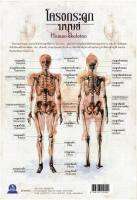 สื่อโปสเตอร์ชุดโครงกระดูกมนุษย์