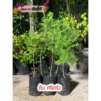 ( PRO+++ ) โปรแน่น.. ต้นศรีตรัง พร้อมส่งจำนวนมาก ราคาสุดคุ้ม พรรณ ไม้ น้ำ พรรณ ไม้ ทุก ชนิด พรรณ ไม้ น้ำ สวยงาม พรรณ ไม้ มงคล