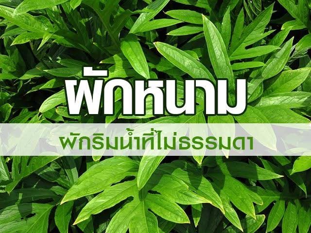 ผักหนามป่า-ชุดล่ะ5ต้น-ราคาย่อมเยาว์-เป็นพืชที่มีสรรพคุณมากมาย