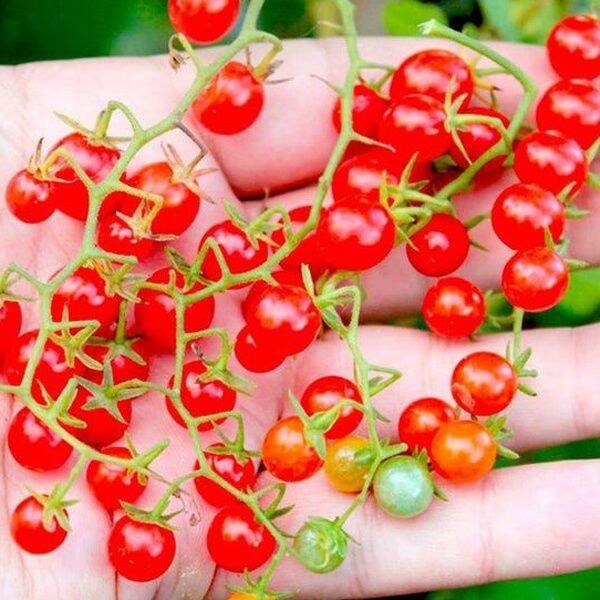 buy 1 take 1，50 seeds (not plants)Micro Tomato Seeds Tomato Tiny Tim