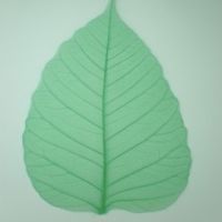 โครงใบไม้ ใบโพธิ์ สี Green Leaf (Standard Bo Skeleton Leaves)