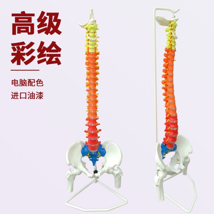 1-1-human-spine-model-the-human-body-vertebra-spine-model-with-45-cm-pelvic-femoral-human-body-skeleton-model