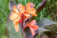 15 เมล็ดพันธุ์ Garden Seeds เมล็ดพันธุ์ Garden Seeds พุทรักษาแคระCanna Lily Seeds อัตราการงอกสูง 80-85%