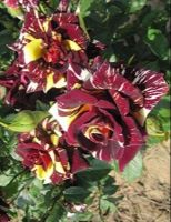 30 เมล็ด Plant Seeds เมล็ดพันธุ์ กุหลาบ สตาร์แอนด์สไตร้พส์ Tiger Striped Rose Seeds สี แดง-เหลือง ดอกใหญ่ นำเข้าจากต่างประเทศ พร้อมคู่มือ เมล็ดสด ใหม่