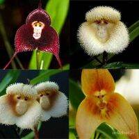 30 เมล็ดพันธุ์ เมล็ดกล้วยไม้ กล้วยไม้ Orchid flower Seed อัตราการงอก 80-85%