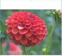 1 หัว/ออเดอร์ รักเร่ Dahlia Flower Bulb สายพันธุ์ Lollipop หัวรักเร่ ดอกไม้ หัวหน่อ เหง้า นำเข้า เนเธอร์แลน หัวสดใหม่