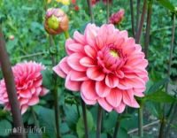 1 หน่อ เหง้า รักเร่ Dahlia Bulb สายพันธุ์ Salmon Pink หัวรักเร่ ดอกไม้ หัวหน่อ นำเข้า เหง้า เนเธอร์แลน หัวสดใหม่