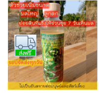 น้ำหมักจุลินทรีย์หน่อกล้วย เร่งผลใหญ่ ลูกดก 250ml.