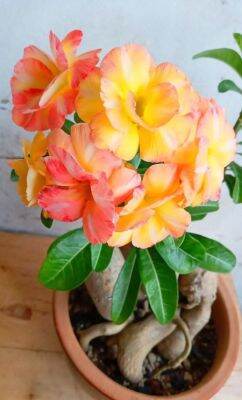 5 เมล็ด ชวนชม ลั่นทม ลั่นทมยะวา กุหลาบทะเลทราย ไต้หวัน สายพันธุ์ Orange Bloom สีส้ม Adenium obesum Desert rose Seed ปลูกเลี้ยงง่าย ทนต่อสภาพแห้งแล้ง