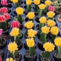 Gymnocalycium mihanovichii Cactus มี 5สี ไม้ตัดกราฟ กระบองเพชร แคคตัส cactus grafting