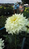 1 เหง้า/ชุุด รักเร่ Dahlia Bulb สายพันธุ์ Frozen หัวรักเร่ ดอกไม้ หัวหน่อ เหง้า นำเข้า เนเธอร์แลน หัวสดใหม่