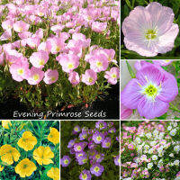 ปลูกง่าย ปลูกได้ทั่วไทย ของแท้ 100% 300pcs อิเวนนิ่ง พรีมโร Evening Primrose Seed Bonsai Flower Seeds เมล็ดพันธุ์ดอกไม้ ไม้ประดับ เมล็ดพันธุ์ผัก อุปกรณ์ทำสวน อุปกรการเกษตร ดอกไม้ปลูก ต้นไม้ฟอกอากาศ Plants Seeds for Home &amp; Garden Planting