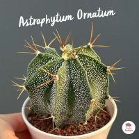 แอสโตรไฟตัม Astrophytum Ornatum แคคตัส กระบองเพชร cactus&amp;succulent