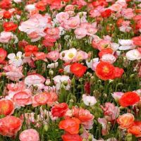 เมล็ดพันธุ์ ดอกป๊อปปี้ Papaver rhoeas Shirley poppy 1000 เมล็ด เมล็ดพันธุ์นำเข้าจากอังกฤษ