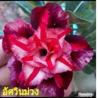 12 เมล็ด เมล็ดพันธุ์ ชวนชม สายพันธุ์ไต้หวัน ดอกสีม่วง Adenium Seeds กุหลาบทะเลทราย Desert Rose ราชินีบอนไซ อัตรางอก 80-90% มีคู่มือปลูก