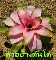 สับปะรดสี Neoregelia Michi จำนวน 1 ต้น จัดส่งแบบถอดกระถาง ต้นไม้มงคล ต้นไม้ฟอกอากาศ