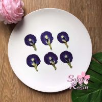 ดอกอัญชัน Butterfly Pea ดอกไม้ทับ ดอกไม้ทับแห้ง