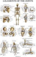 เอ็นของข้อต่อกายวิภาคโปสเตอร์ลามิเนตเอ็นแผนภูมิกายวิภาค X