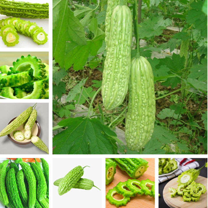 【Malaysia 100% Original】Bitter Gourd Seeds Vegetable Seeds Each Pack ...