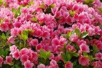 15 เมล็ดพันธุ์ Home Plant Seed กุหลาบพันปี ต้นโรโดเดนดรอน Azalea Rhododendron flower Seed อัตราการงอกของเมล็ด 80-85%