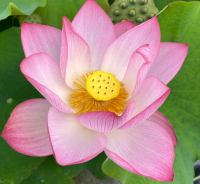 5 เมล็ดพันธุ์ บัว สายพันธุ์ JIANXUAN 17 LOTUS สีชมพู เพาะปลูกและเก็บเมล็ดในไทย ขยายพันธุ์ในไทยได้ สายพันธุ์นิยมปลูกที่สุดในโลก