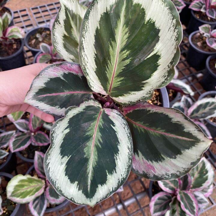 มาใหม่-คล้านกยูง-ลายเงิน-calathea-roseopicta-illustris-กระถาง5นิ้ว-คุ้มสุดสุด-ต้นไม้-ฟอก-อากาศ-กระถาง-ต้นไม้-ไม้-ประดับ-ต้นไม้-ปลูก-ใน-บ้าน