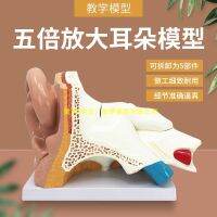 5 x zoom model of human body anatomy the labyrinth otolaryngology ear auditory system model