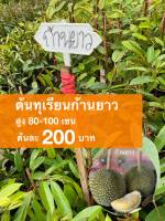 ต้นทุเรียนก้านยาว ต้นละ 200 บาท