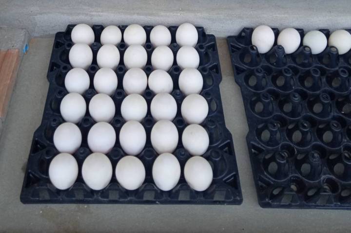 ไข่เป็ดอินทรีย์-บรรจุ-10-ฟอง-อาหารเพื่อสุขภาพ-ผลผลิตคุณภาพจากไร่ภูสวรรค์