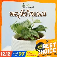 โปรแรง ต้นพลูหัวใจแนบ satin pothos ต้นไม้ฟอกอากาศ พร้อมกระถางดำ 5 นิ้ว ราคาถูก ต้นไม้ ต้นไม้ ฟอก อากาศ ต้น ต้น บอน สี