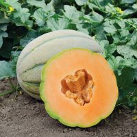 เมล็ดพันธุ์ เมล่อน เอลกอร์โด El Gordo Melon F1 Seed บรรจุ 10 เมล็ด คุณภาพดี ราคาถูก ของแท้ 100%