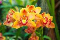 30 เมล็ดพันธุ์ เมล็ดกล้วยไม้ กล้วยไม้ ซิมบิเดียม (Cymbidium Orchids) Orchid flower seeds อัตราการงอก 80-85%