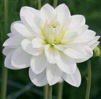 1 เหง้า/ชุุด รักเร่ Dahlia Bulb สายพันธุ์ White Onesta หัวรักเร่ ดอกไม้ หัวหน่อ เหง้า นำเข้า เนเธอร์แลน หัวสดใหม่