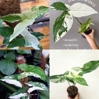 ต้นเงินไหลมาด่างขาว (Syngonium podophyllum white variegated) - เป็นต้นไม้ฟอกอากาศ  ชอบแสงแดดพอรำไร เลี้ยงง่าย โตไว