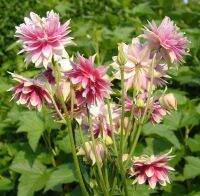 20 เมล็ดพันธุ์ เมล็ด ดอกโคลัมไบน์ (Columbine) ดอกไม้ Colorado Columbine flower Seed อัตราการงอก 80-85%