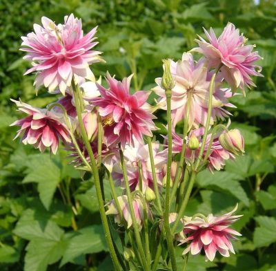 20 เมล็ดพันธุ์ เมล็ด ดอกโคลัมไบน์ (Columbine) เป็นดอกไม้ประจำรัฐ Colorado Columbine flower Seed อัตราการงอกสูง 70-80%