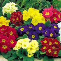 ปลูกง่าย ปลูกได้ทั่วไทย บอนสี บอนสีสวยๆ 100-150 เมล็ด Primula Flower Seeds บอนสีหายาก เมล็ดพันธุ์ เป็นไม้พุ่ม ดอกสีสันสวยงาม เมล็ดดอกไม้สวย เมล็ดดอกไม้ ต้นไม้มงคล บอนไซ ต้นไม้ฟอกอากาศ พันธุ์ดอกไม้ ต้นไม้ประดับ ต้นไม้จิ๋ว ต้นไม้จัดสวน Garden DIY Plants