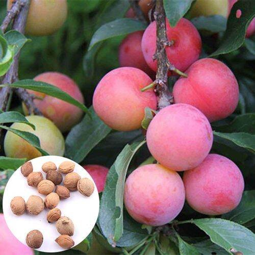 Plum Fruit Seeds Home Garden Planting Fruit Tree Seeds Lazada PH