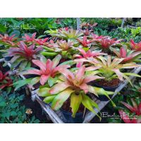 ( Pro+++ ) สับปะรดสี (Bromeliad) #สับปะรดสี #บรอมีเลียด #Bromeliad ราคาคุ้มค่า พรรณ ไม้ น้ำ พรรณ ไม้ ทุก ชนิด พรรณ ไม้ น้ำ สวยงาม พรรณ ไม้ มงคล