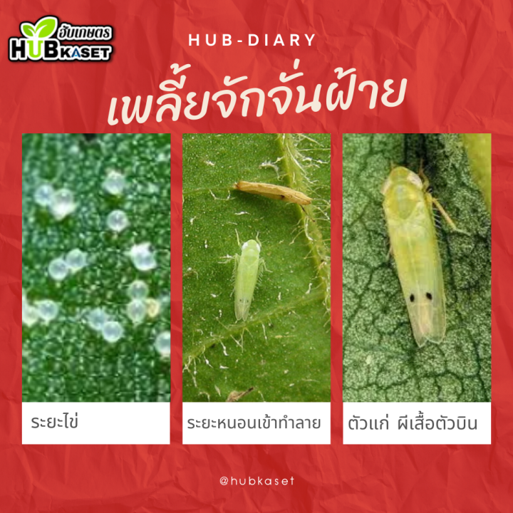 ไพมีโทรซีน-200กรัม-ไพมีโทรซีน-กำจัดเพลี้ย-เพลี้ยกระโดด-เพลี้ยจั๊กจั่น