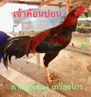 ไข่เชื้อไก่ชนก๋อยตราดง่อน พ่อพันธุ์ตามคลิป สายสามเอี่ยวสายเลือดเงินล้าน ชุดละ 3 ฟอง ใช้สำหรับฟัก ไข่สดเก็บทุกวัน